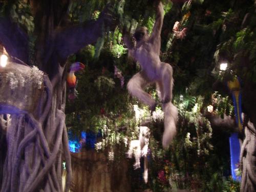 rainforest cafe - the rainforest cafe at downtown disney world