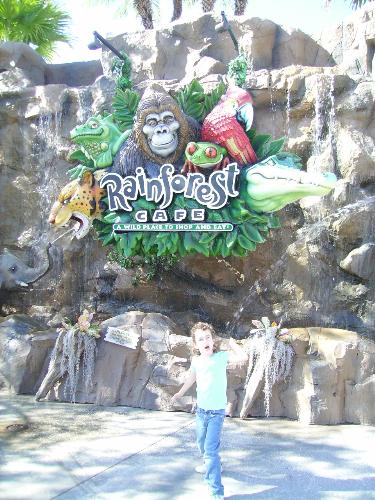 rainforest cafe - the rainforest cafe at downtown disney world