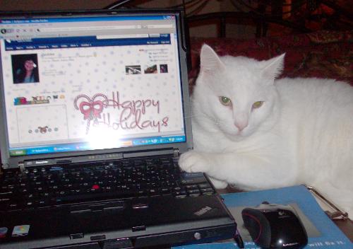 My Cat - I wasn't feeling well at the time and my cat Barrett was keeping me company. I was in bed with my lap top. He's a good cat.