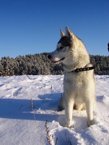 Siberian Husky - This is my dog - Bartas. He has got his own blog, you can find it here: http://www.squidoo.com/mydogsdiary