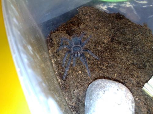 Lasiodora parahybana - My lasio :) This picture was taken few months ago. 