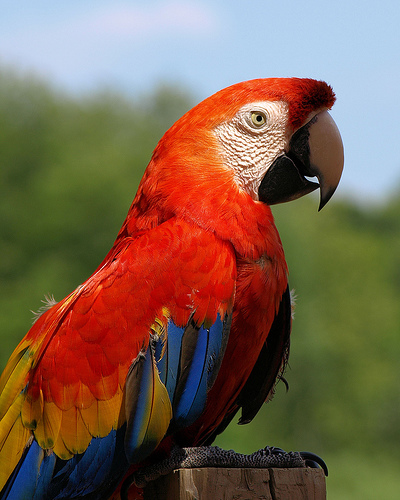 Beautiful Parrot - I always wanted a Parrot