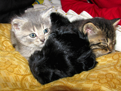 Two cat and one dog - So cute