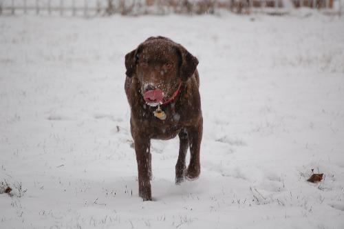 playin in the snow - This was taken a couple of weeks ago, she loves playing in the snow
