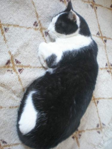 taku - this is my cat taku relaxing at home