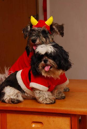 pet dogs - my pet dogs in costume. male shih tzu and mini-schnauzer