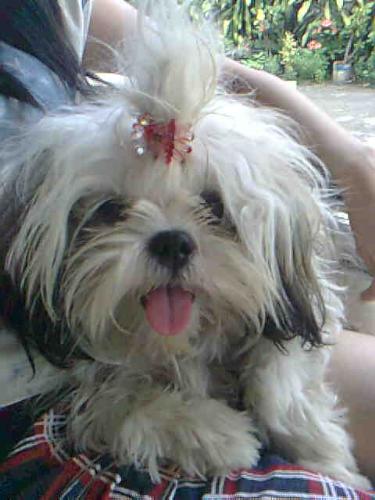 My baby shih tzu - Her name is Fiona. She is a shih tzu and she's 10 months old