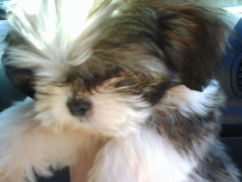 Puppy - My puppy Muffin