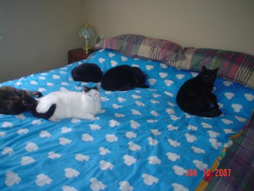 Cats - My 5 furry feline kids. Was rare to get them all together like that so had to take the picture.