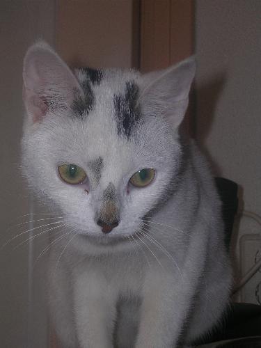 my cat - He is only 1 year old but he is so fast with birds and wildlife