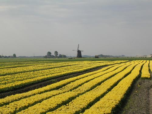 Dutch bulb field  - I stopped ond day for my lunch so i just took a photo nice ha?