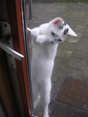 Let me in - Just my strange cat he is 1 year old ,he is so fast with the wild birds