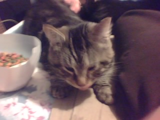Amadeus - This is my big boy Amadeus.