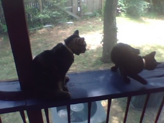 Amadeus and Trouble - This is my 2 cats. Amadeus, the older one. and Trouble, the younger one.