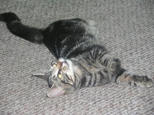 Amadeus - This is Amadeus when he was just a little Kitten.
