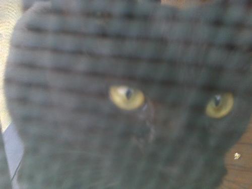 Trouble - This is Trouble on the screened in porch where he and Amadeus stayed.