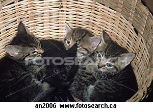 Little basket of kittens - I very cute basketful of very cute and cuddly kittens