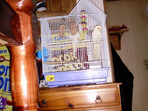 Max, my son&#039;s cockatiel - Which ended up just becoming part of the family. I tried to find a better pic, but this is the one my son wants to be shown. He thinks it&#039;s the best one. LOL
