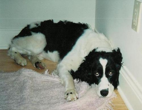 Springer Spaniel - cutest springer spaniel