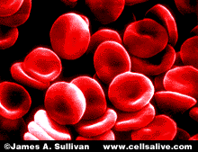 Red Blood Cells - Red Blood Cells in the human body.