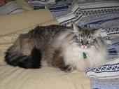 Dora The Explorer - My Cat