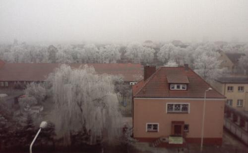 White trees. - These are the white trees which I saw when I got up today ;)