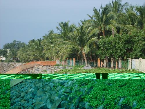 Coconut trees - Coconut trees on a sea side.