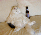 Cat getting drunk and watching TV - Cat getting drunk with the remote control - Looking like a man when they get home from work