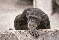 Ape getting their groove on - TApe dancing Gif.
