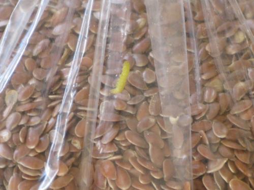 worm in flaxseed - here's a picture of the worm in my flaxseed ewwwwww