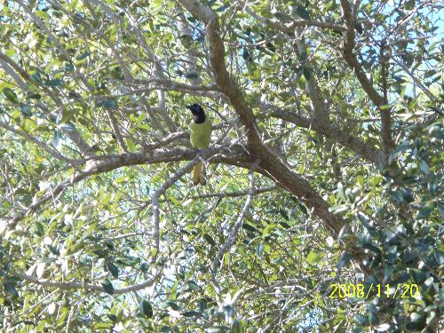 green jay - The Greenjay is a very pretty but noisy bird.