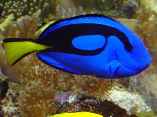 dorey fish  - this is my favorite type of fish there are soo coo i belive they are called the blue tang