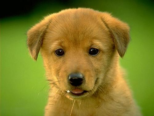 Puppy Dog - This is the Puppy dog of my friend.