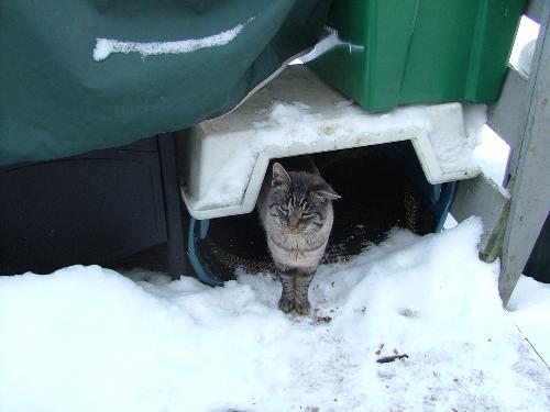 A beautiful stray - This winter, I am feeding approximately 8 stray kitties outside and I brought 2 in. I live in a neighborhood with a high amount of renters and they always seem to leave their pets behind when they move. To make matters worse, they don't spay or neuter them. It breaks my heart to see these animals suffer! In our county, there are too many cats and if you try to take them to the pound, they charge you 30 to put the animals to sleep because there is no room for them. If you call rescue organizations, they say they can't help either, too full. It is sickening.