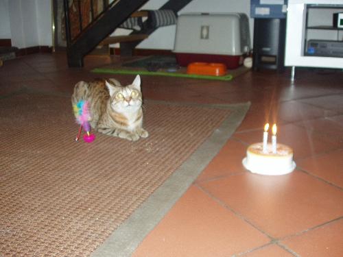 Priscillas 3rd Birthday! Meow! - This is my love.My little girl cat Priscilla.We did this once but thought it was cute! Hope you enjoy and send some of your cute animal pics if you have them..