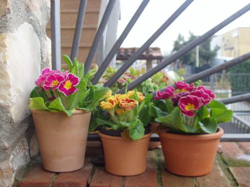 Pretty flowers - Now that MAY is just around the corner depending where you live..Could still be hot or freezing cold.These are my first plants of the season.I just wanted to share a photo with you.Plants are A passion of mine.How about you? Have any pics of your beautys..