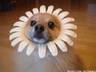 Cute Dog - Found this photo as I was surfing the internet. Kinda cute