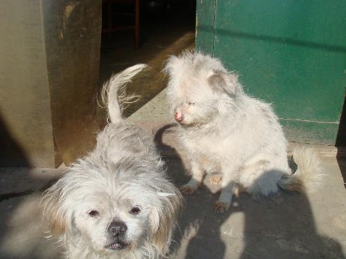dogs - they are my dogs.