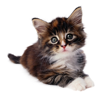 a kitten - a little kitten with fairy coat.