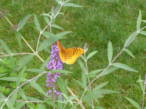 a Butterfly on my Butterfly bush-2008 - Here is a gorgeous butterfly on my butterfly bush...This little guy and many others visited my family all summer. This is planted right next to my deck so we can easily view the butterflies without disturbing them.