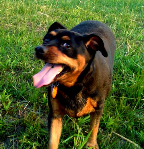 Minature Pinscher - Bella - This is a picture of my last dog, Bella. She was a female, Miniature Pinscher. We adopted her from IMPS (Internet Miniature Pinscher Society) She was nippy, over wieght, and generally over-sized. She had been through many homes. She turned out to be a wonderful dog. After my parents separated, we gave her to a good home close by in the country, with many acres for her to play in with her new friend... A Great Dane.
