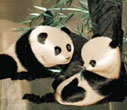 painting - cute Panda, China's national treasure