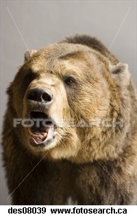 UGLY as a bear!! - bear roaring!