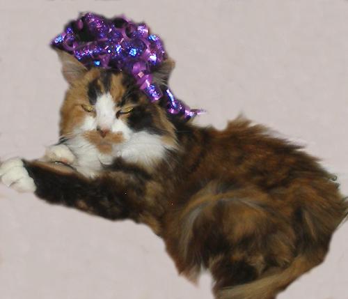 Man  - Tortois shell cat celebrating