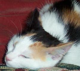 Tuckered out kitten - New kitten tuckered out after a long day of exploring