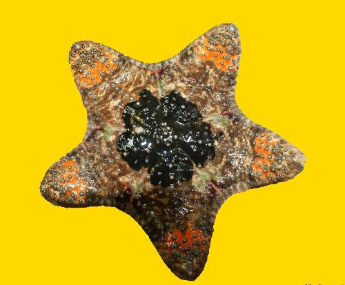 You are a star - Having gotten through all the hardships and heartache that your mother has thrown upon you has made you a star. May your light keep shining always