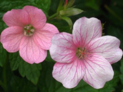 Eco Friendly Gardening - Flowering Geranium