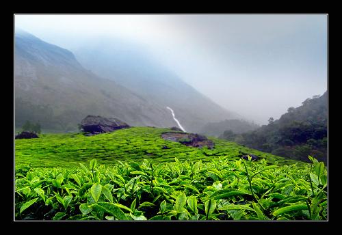 Beauty of India- Rajamal (Munnar) - Rajamala is a beautiful Hillstation in Kerala where presently appx.1300 endangered mountain goat can be found. Its 15Km from Munnar.The beauty of the hills will make you want to tent here forever.