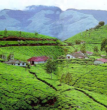 Beauty of india. - Munnar, a misty lush green hill station up in the Annamalai range of Kerala is a tea plantation centre. Its a pleasantly cool and refreshing place to visit throughout the year. It is nearly 1600m above sea level.