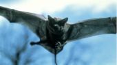 The coolest thing bats! nice pic - A pic of a black bat!